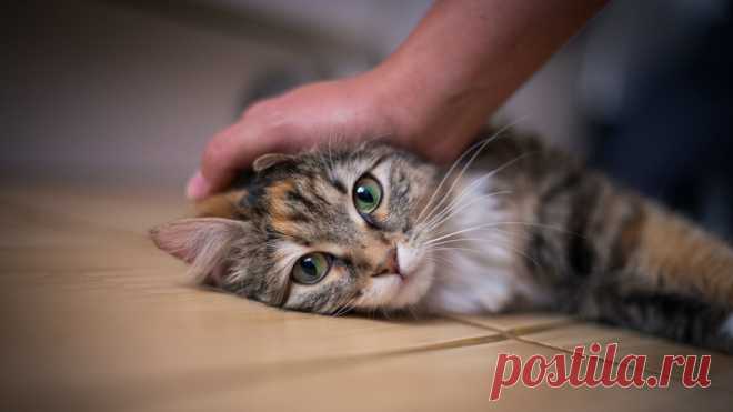 😿Самые распространенные болезни кошек: как их избежать | Нос, хвост, лапы | Дзен