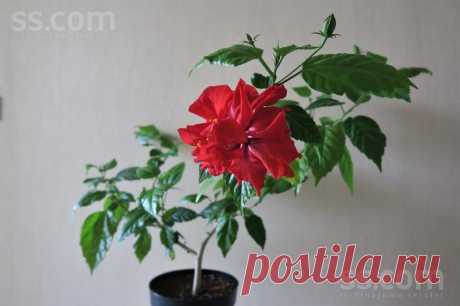 SS.COM Hobiji, vaļasprieki - Floristika, Cena 15 €. Китайский гибискус, возраст 4 года. - Sludinājumi