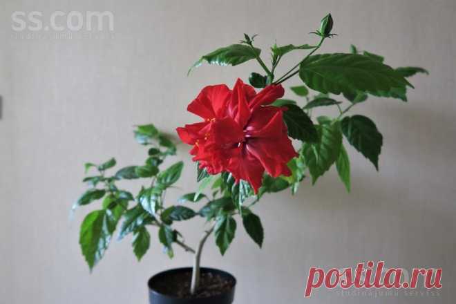 SS.COM Hobiji, vaļasprieki - Floristika, Cena 15 €. Китайский гибискус, возраст 4 года. - Sludinājumi