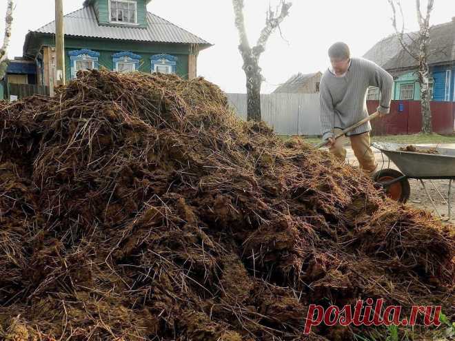 Всё про удобрения и подкормки. Минеральные и органические. 

источник Моя дача
 

 







Всё про удобрения и подкормки. Минеральные и органические. Любой садовод знает: чтобы получить хороший урожай, растения нужно вдоволь кормить. Но чем? Многие считают, ч…