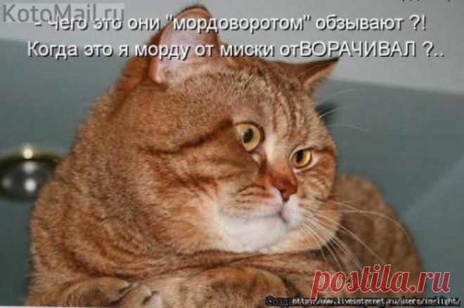 Так уж и мордоворот