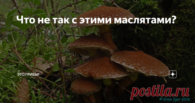 Что не так с этими маслятами? Маслята - грибы, знакомые каждому с детства. И потому мы не замечаем некоторых связанных с ними странностей...