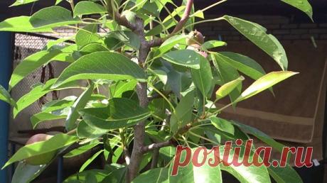 10 причин, почему груша не цветет и не плодоносит, если ей уже 5 лет и что делать Отсутствием цветения и плодоношения садовые деревья могут реагировать на неблагоприятные факторы внешней среды, недостаток ресурсов, заболевания. Если груша, достигнув плодоносного возраста, не зацветала еще ни разу, высока вероятность, что фундамент проблемы был заложен во время посадки. Искоренить причину бесплодности дерева в этом случае может быть сложнее. Почему груша не цветет? Если дер...