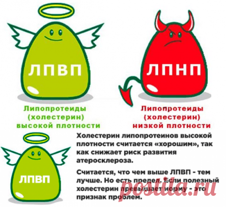 Холестерин ЛПВП: нормы и функции в организме. Почему его называют «хорошим» холестерином | Кладовая здоровья | Яндекс Дзен