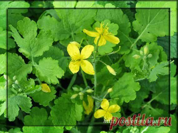 Чистотел лечебный | Уют и тепло моего дома