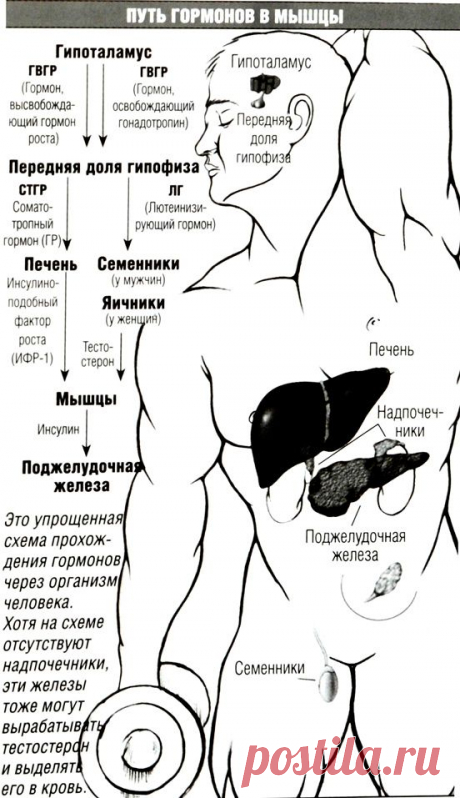 ГОРМОНЫ-Биология