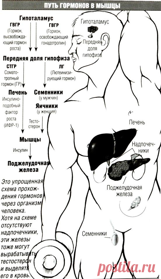 ГОРМОНЫ-Биология