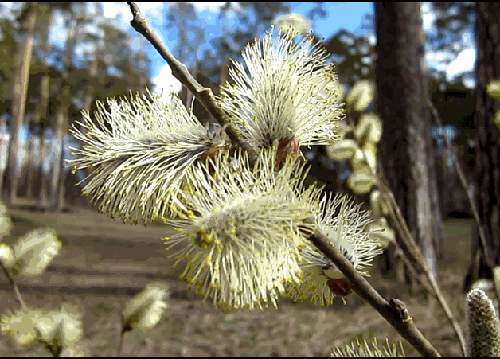 βЄДЄΗЄЙ — «С Весной!!!» на Яндекс.Фотках