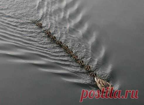 КРАСИВО ПЛЫВУТ