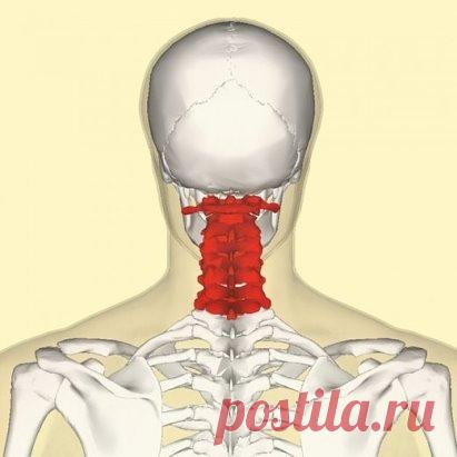 Гимнастика для шеи — четыре шага к гибкости и красоте! 
Гимнастика для шеи творит чудеса. 
Всего четыре упражнения, которые кажутся банальными на первый взгляд, при регулярном выполнении помогут подтянуть кожу шеи, нормализовать сон и даже избавиться от болей в шейном отделе позвоночника. 
Гимнастика для шеи поможет снять напряжение и в будущем избавит вас от трат на дорогостоящие лифтинг-процедуры. И не забывайте, от того, в каком состоянии находятся мышцы шеи и грудной клетки, зависит состоя
