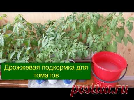 ДРОЖЖЕВАЯ ПОДКОРМКА ДЛЯ ТОМАТОВ.
