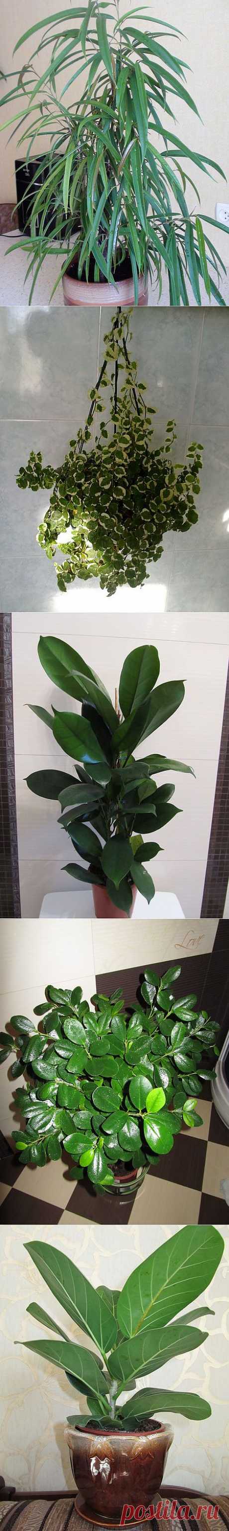 Фикус (Ficus) - фото -каталог - стр. 1 - Фото-каталоги: видов и сортов - Цветочный форум на FloralWorld.ru