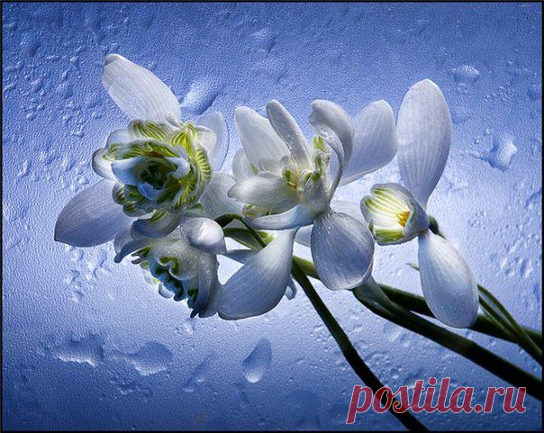 Ирина Юнина