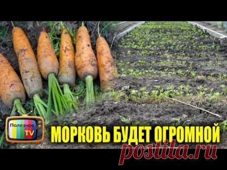 ВСЕГДА ДЕЛАЮ ЭТОТ ХИТРЫЙ ПРИЁМ НА МОРКОВИ И ОНА ВЫРАСТАЕТ ОГРОМНОЙ