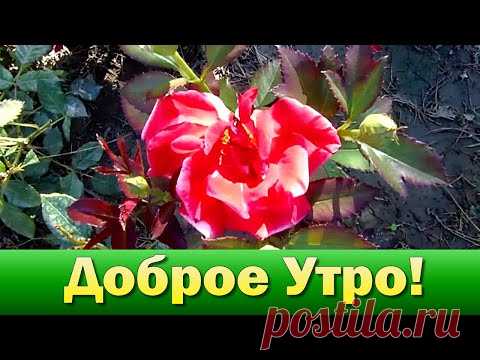 Пожелание Хорошего Утра и Дня🌺Доброе Утро Хорошего Дня🌺С Добрым Утром