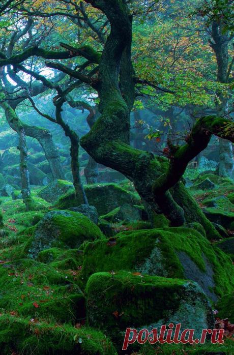 Nature by gj18 | Tree &amp; Path