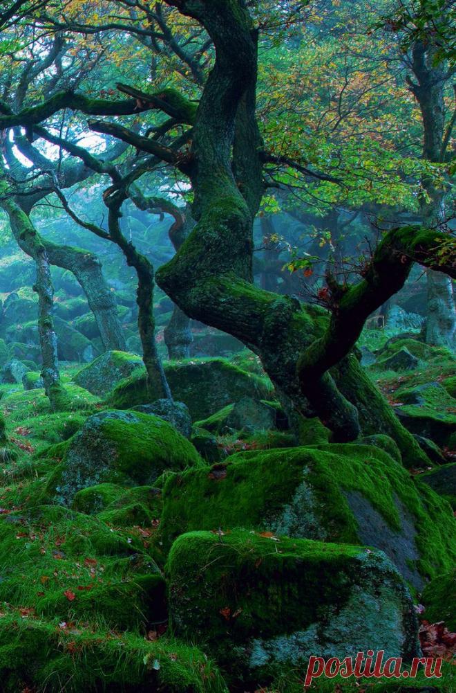 Nature by gj18 | Tree & Path