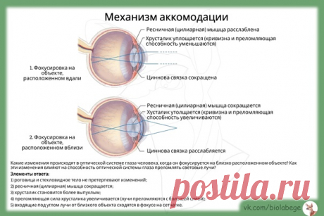 Доброе утро! В механизме аккомодации задействованы ресничная мышца, циннова связка и хрусталик. Обратите внимание на номер из ЕГЭ по этой теме.