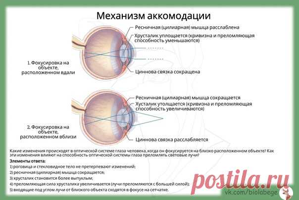 Доброе утро! В механизме аккомодации задействованы ресничная мышца, циннова связка и хрусталик. Обратите внимание на номер из ЕГЭ по этой теме.