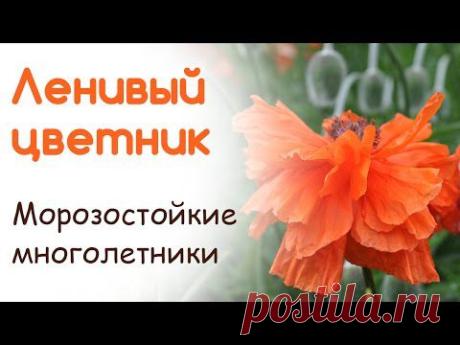 Ленивый цветник. Морозостойкие неприхотливые многолетники