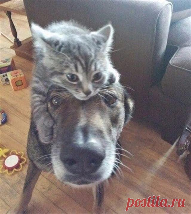 Фотодоказательства, что два питомца лучше, чем один Знаете, говорят, живут как кошка с собакой. Но вы себе такого даже представить не могли. Между животными бывает дружба, любовь или даже ненависть. Но как назвать то, что происходит между этими «сожите...