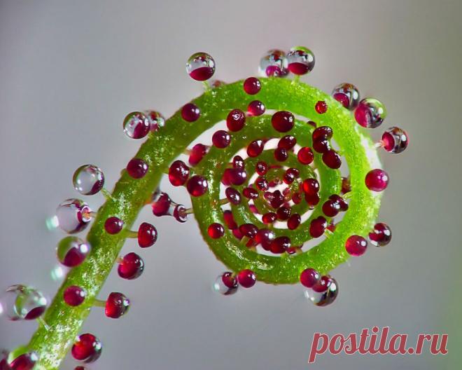 FFUN — Невероятная геометрия в природе