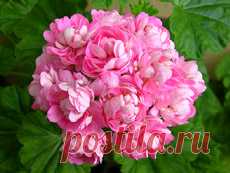 Aneleflora: пеларгонии