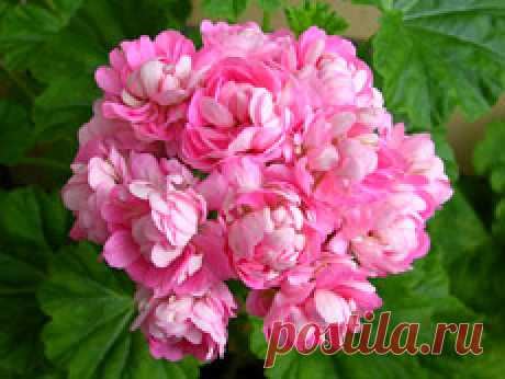 Aneleflora: пеларгонии