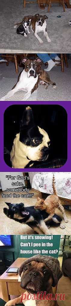 Dog Babies & Cute Animals <3