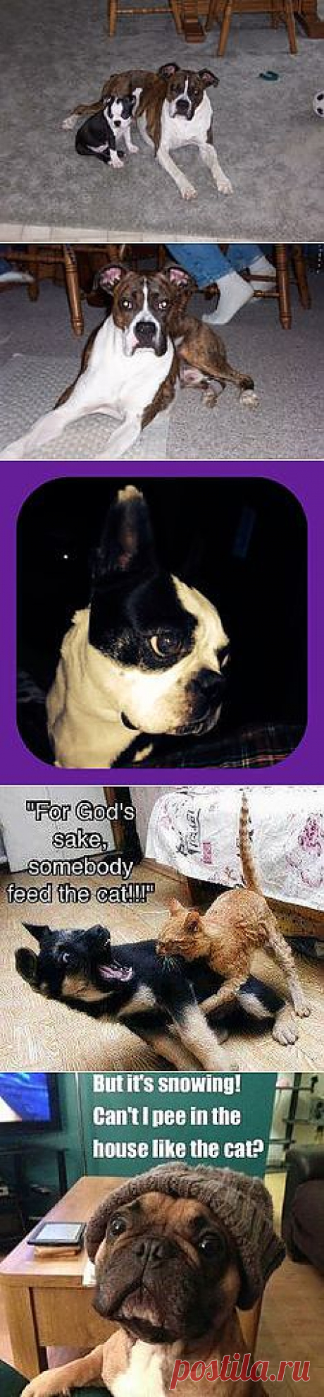 Dog Babies &amp; Cute Animals &lt;3