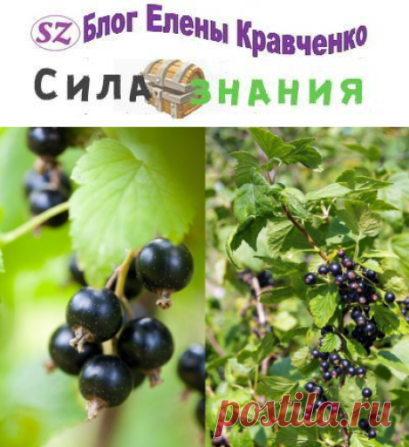 Чем подкормить смородину весной: средства для хорошего урожая