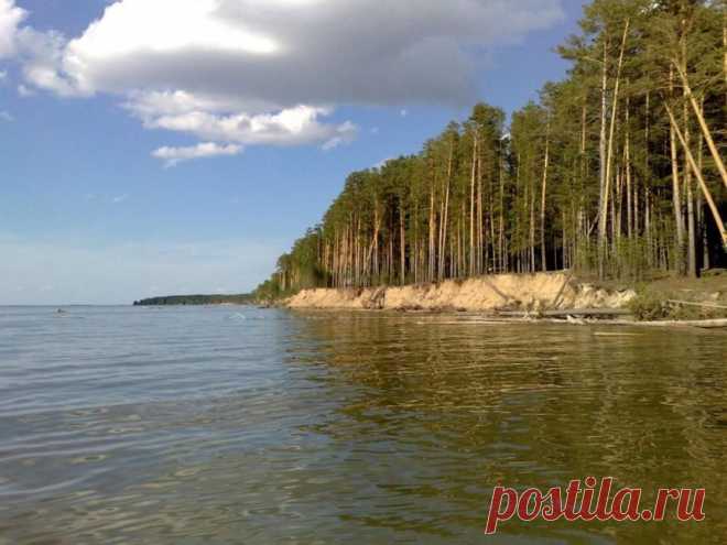 Караканский бор, Новосибирская область, Россия / kudatotam.ru