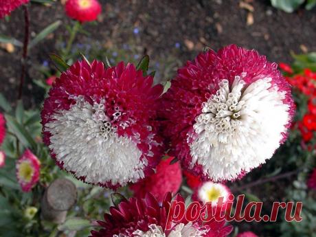 СЕКРЕТ ВЫРАЩИВАНИЯ АСТР...