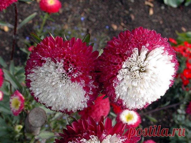 СЕКРЕТ ВЫРАЩИВАНИЯ АСТР...