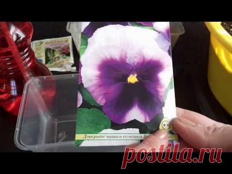 ВИОЛА (Анютины глазки). Посев виолы на рассаду