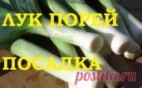 Лук порей посадка в грунт — 6 соток