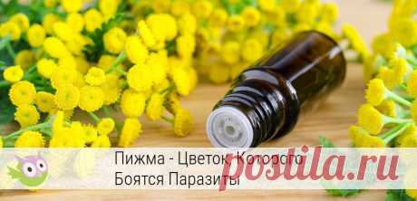 Цветок, которого боятся паразиты Есть такой волшебный цветок – пижма. Он спасает от камней в желчном пузыре. Увы, лечить у нас этот орган не привыкли, поэтому в случае чего сразу удаляют. Переход на вечную диету после операции – полбеды.