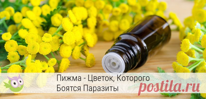 Цветок, которого боятся паразиты Есть такой волшебный цветок – пижма. Он спасает от камней в желчном пузыре. Увы, лечить у нас этот орган не привыкли, поэтому в случае чего сразу удаляют. Переход на вечную диету после операции – полбеды.