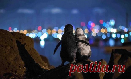 Обнимающиеся пингвины и стая спящих моржей: красочные снимки финалистов конкурса фотографии