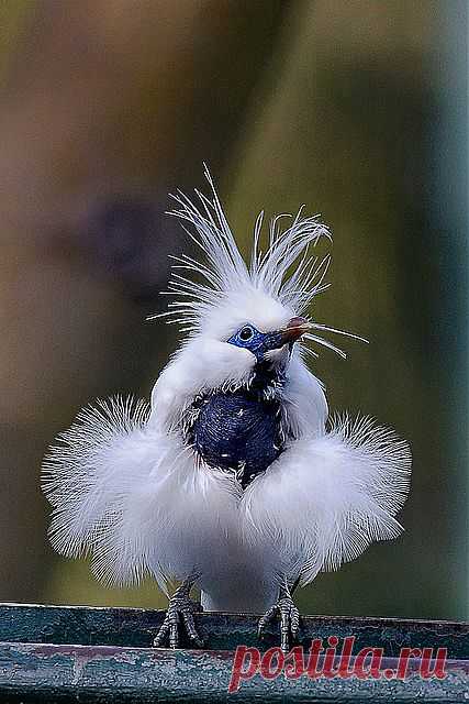 Bali Mynah--what a gorgeous bird! | Susanai's BIRDS