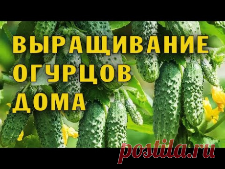 Огурцы на подоконнике. Пересадка и уход.