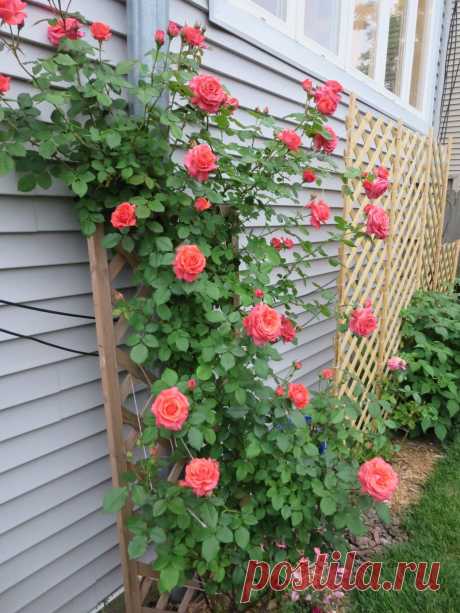 Плетистая роза - шикарный цветок для любого ландшафта
