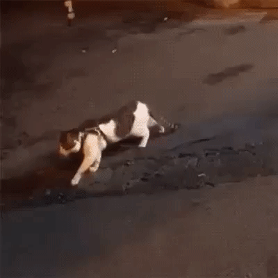 Всё, Васёк, драки не будет!