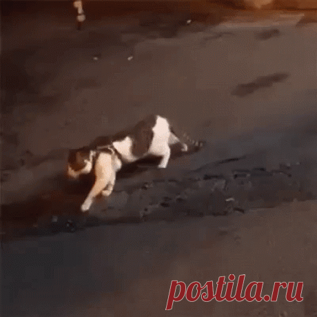 Всё, Васёк, драки не будет!