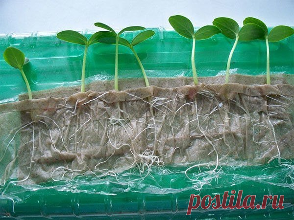 Хочу передать вам оригинальный способ выращивания рассады. Нет ни грязи, ни забот по поливу (по крайней мере первое время). 

Берете пластмассовую бутылку. Только обязательно прозрачную (не голубую, не зеленоватую) разрезаете пополам вдоль (по длине). На половинку укладываете 6-8 слоев туалетной бумаги. Затем сверху ее надо хорошо намочить, но чтобы воды не было (перевернули лишняя стечет-бумага никуда не денется) 

Сверху укладываете семена, как-будто сажаете. Ложечкой ма...