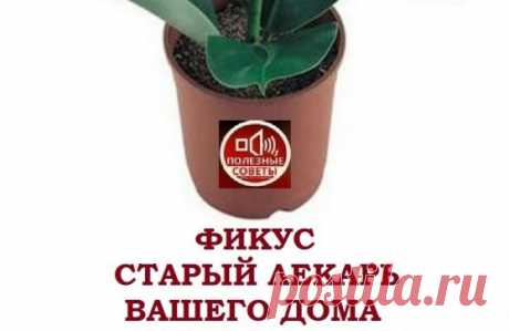 Фикус - старый лекарь вашего дома
Этому растению приписывают такие магические силы: плодовитость, защита, мудрость, медитация.
Фикус также поглощает отрицательные эмоции, помогает решать затянувшиеся жизненные проблемы, очищает атмосферу дома от тревог и переживаний, и в нем становится легче дышать, в этом его можно сравнить с пылесосом.
Существует поверье: «Если в семье нет детей, а супруги оч