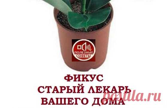 Фикус - старый лекарь вашего дома
Этому растению приписывают такие магические силы: плодовитость, защита, мудрость, медитация.
Фикус также поглощает отрицательные эмоции, помогает решать затянувшиеся жизненные проблемы, очищает атмосферу дома от тревог и переживаний, и в нем становится легче дышать, в этом его можно сравнить с пылесосом.
Существует поверье: «Если в семье нет детей, а супруги оч