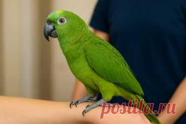 🐦 «Когда хорошо выглядишь — хорошо себя чувствуешь» верно и для птиц!
Выдёргивание перьев — не каприз, а сигнал бедствия: стресс, болезни или скука. Внимание, забота и ветеринар помогут вернуть здоровье и блеск оперению. 

#попугаи #птицы #здоровье 
Изображение от ChatGPT