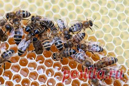 Россиянам назвали недорогое средство для укрепления иммунитета при эпидемии — Рамблер/доктор