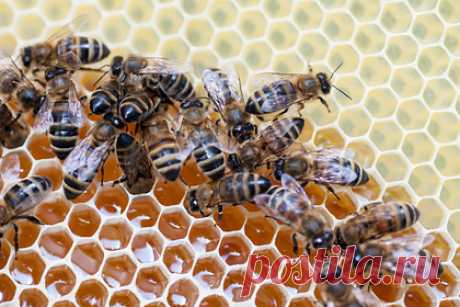 Россиянам назвали недорогое средство для укрепления иммунитета при эпидемии — Рамблер/доктор